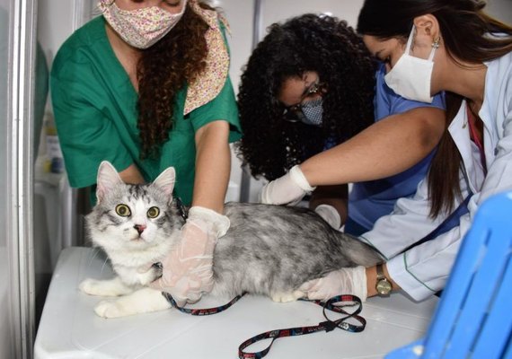 Animais da região do Pinheiro são vacinados contra a raiva