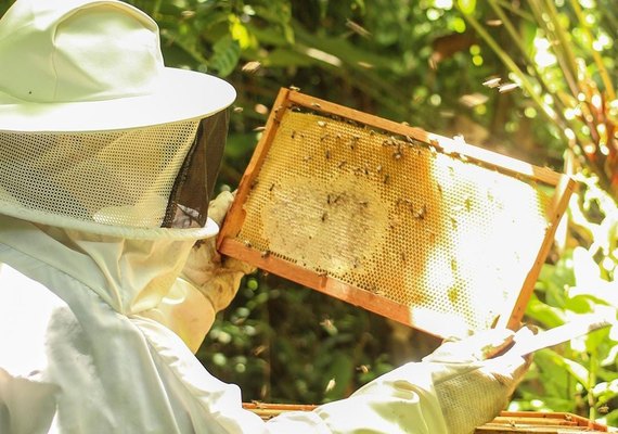 Associação recebe incentivo para expandir própolis vermelha em AL