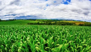 Cooperativas do Paraná entram em mercado bilionário com bioinsumos