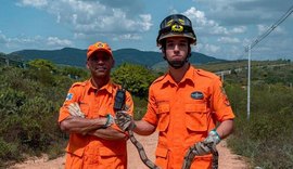 Corpo de Bombeiros registra queda de 23% em ocorrências de captura de animais em Alagoas