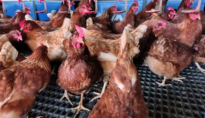 Adeal mantém protocolo de prevenção a casos suspeitos de gripe aviária
