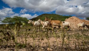 Sertão de AL recebe evento internacional sobre mudanças climáticas