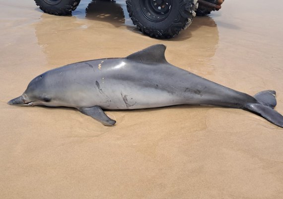 Golfinho é encontrado morto na Praia do Francês