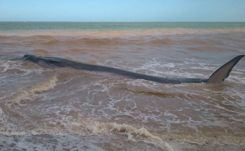 Baleia é encontrada viva na praia do Carro Quebrado