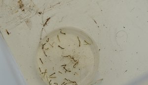 Sesau registra aumento nos casos de chikungunya, dengue e zika em Alagoas