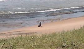 Vídeo: moradores avistam lobo-marinho em Jequiá da Praia
