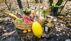 Matriz de Camaragibe ganha primeira fábrica de cacau