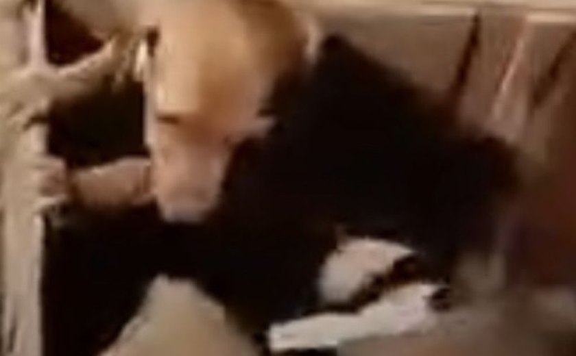 Polícia Civil investiga abandono de filhotes de cachorros em Maceió