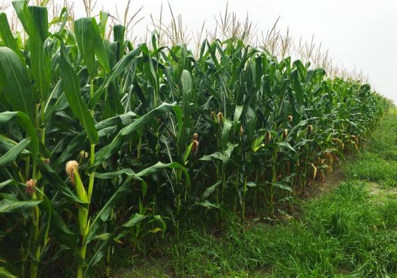 Nordeste tem três estados entre os dez  maiores produtores nacionais de milho