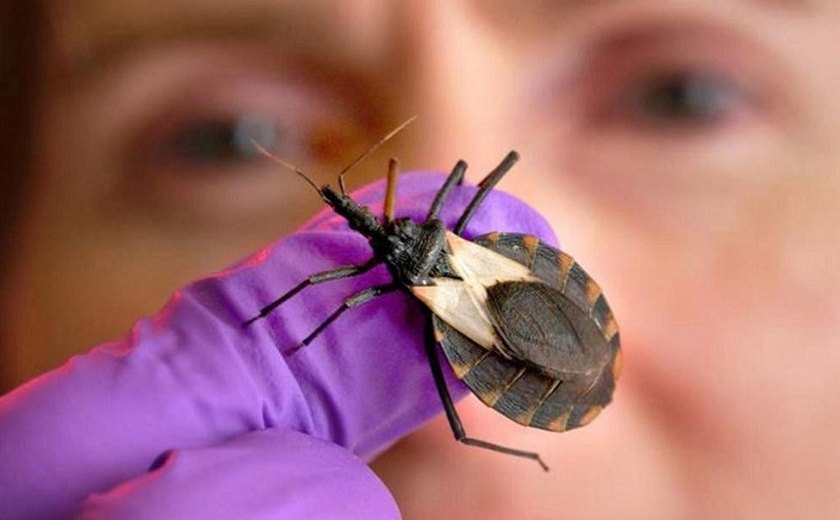 Saúde de Maceió orienta sobre diagnóstico e tratamento da Doença de Chagas