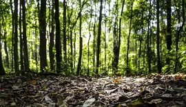 Produção florestal no país alcança recorde de R$ 47,9 bilhões em 2025