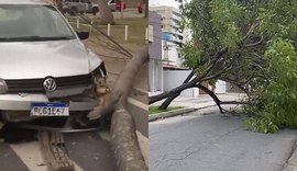 Ventania em Maceió derruba coqueiro, atinge carro em movimento e árvores interditam ruas