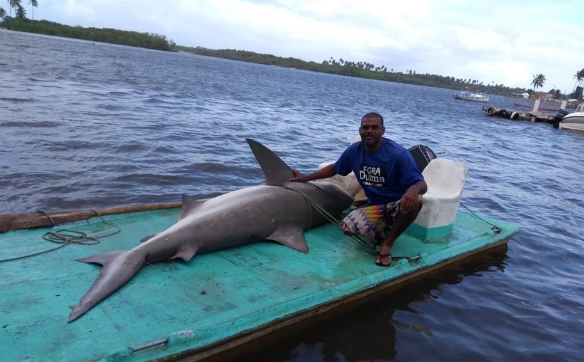 Tubarão cabeça chata é capturado e morto na Lagoa Mundaú