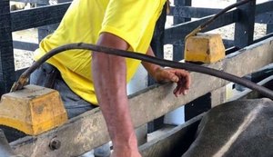 Sinfeagro reforça importância da vacinação contra Febre Aftosa