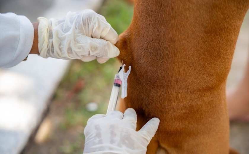 Saúde de Maceió reforça importância da vacinação de cães e gatos contra a raiva