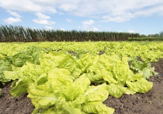 PAA tem orçamento de R$ 15 mi para compra de produtos da agricultura familiar