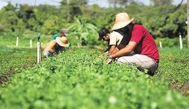 40 mil produtores cooperados terão acesso ao Selo Combustível Social