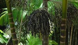 Projeto transforma áreas de queimada em produção sustentável no Marajó