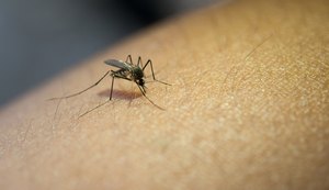 Casos de dengue aumentam 180,5% em um ano