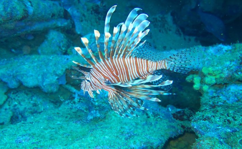 Ação com a Ufal promove manejo seguro do peixe-leão nos recifes de Alagoas
