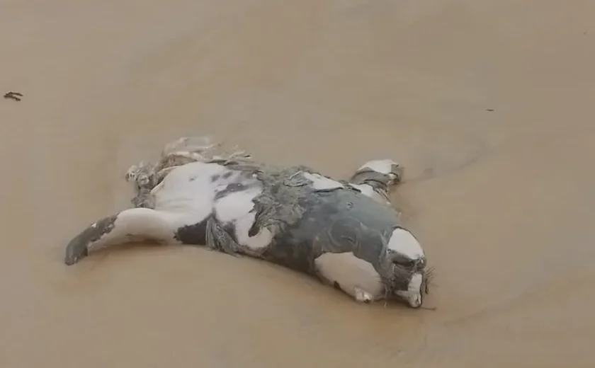 Elefante-marinho encontrado morto estava com corpo partido ao meio