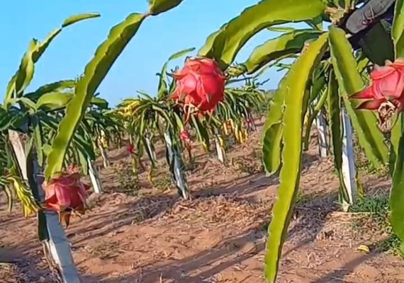 Agreste alagoano investe na produção da pitaya