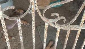 Nove cães encontrados presos em residência após abandono do tutor