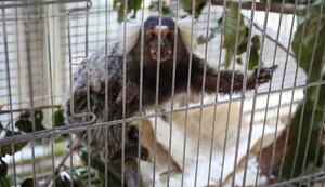 Número de saguis eletrocutados encaminhados ao Cetas dobra