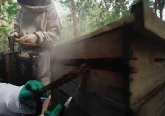 Pesquisa investiga uso da Própolis Vermelha na inibição do câncer bucal