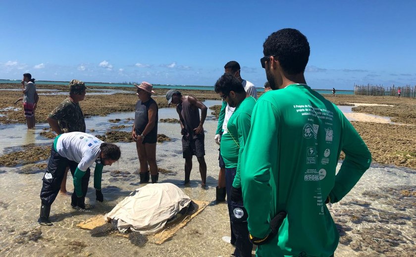 Instituto Biota divulga números de animais da costa alagoana em 2018