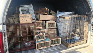 Protetor dos Biomas: PM apreende 442 animais silvestres em Alagoas