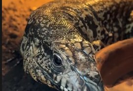 Manejo de animais exóticos exige técnica para evitar estresse, lesões e complicações