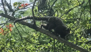 Terapia adaptada diminui mortes por febre amarela em 84%