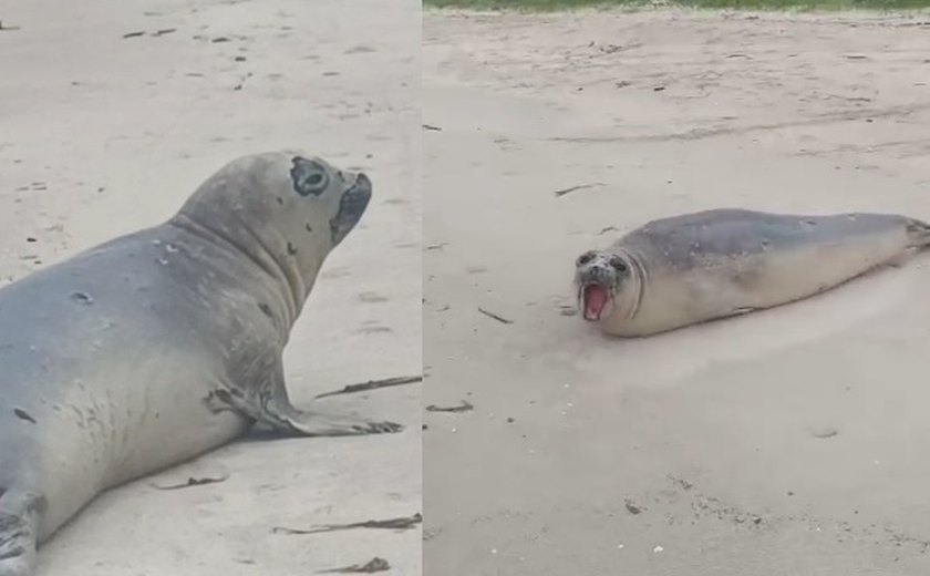 Elefante-marinho surpreende banhistas e é flagrado em praia de Alagoas em registro raro