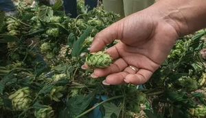 Cultivo pioneiro de lúpulo fortalece produção cervejeira e impulsiona inovação no campo em Alagoas