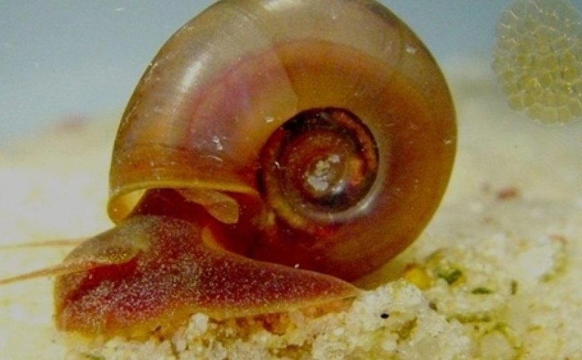 Saúde orienta para prevenção, diagnóstico e tratamento da Esquistossomose