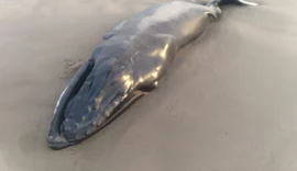 Filhote de baleia jubarte é encontrado encalhado na Praia do Pontal do Peba