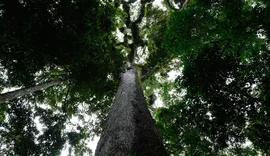 Encontro Fraternidade, Ecologia e Percepção Ambiental propõe diálogo sobre uso da Terra