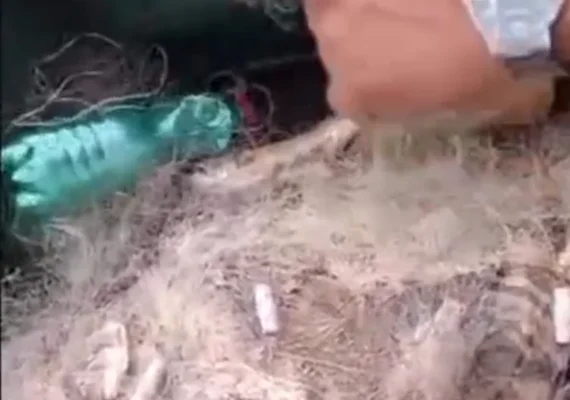 Pescadores encontram cerca de 100 quilos de peixes mortos em redes de pescas na Lagoa do Pé Leve