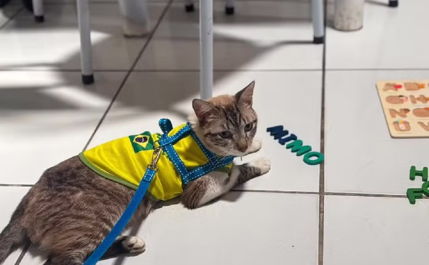 Gato desaparecido em Arapiraca é encontrado a mais de 600 km de casa, no Rio Grande do Norte