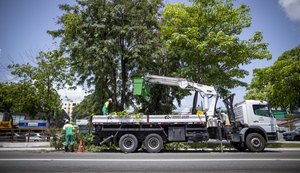 Em três meses, Alurb efetuou mais de 2.800 podas e supressões de árvores