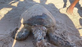 Tartaruga é encontrada em estado de decomposição na Praia de Ponta de Verde