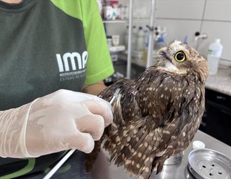Uso indiscriminado de capturas para pragas urbanas pode ser um risco para animais silvestres