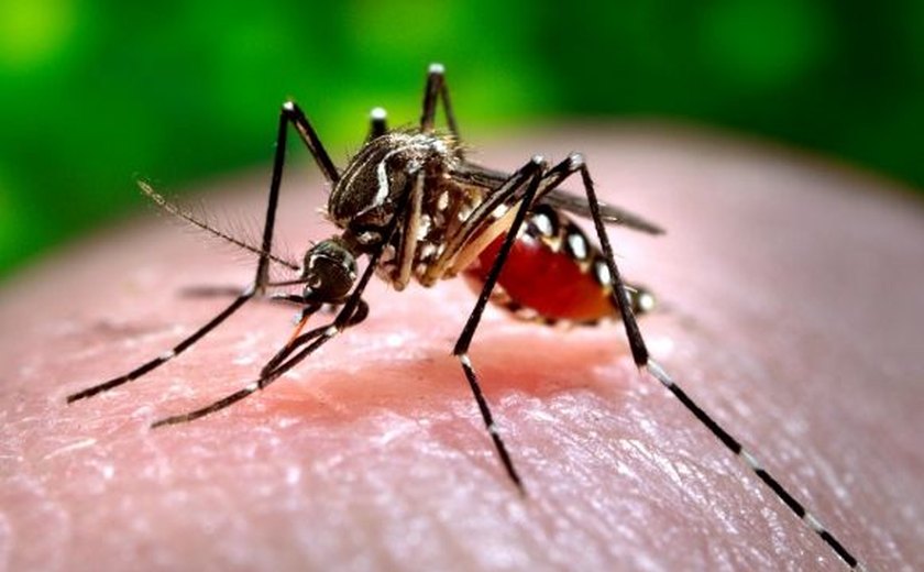 Ministério da Saúde declara fim de emergência nacional pelo vírus Zika
