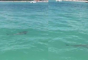 Vídeo de animal marinho gera preocupação em Maragogi, mas especialista aponta que espécie não deve ser tubarão