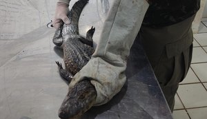 Período chuvoso aumenta a presença de animais silvestres em áreas urbanas