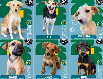 Álbum de figurinhas transforma cães resgatados em estrelas da adoção em Maceió