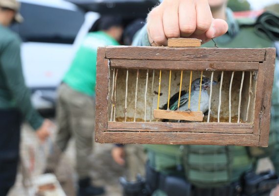 FPI do Rio São Francisco resgata 26 animais silvestres vítimas de maus tratos em feira livre