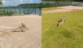Jacaré invade condomínio na Barra Nova e assusta moradores