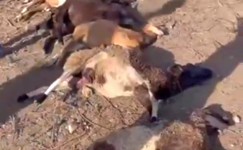 'Chupa-cabras' já percorreu mais 78 km com ataques e mortes de animais